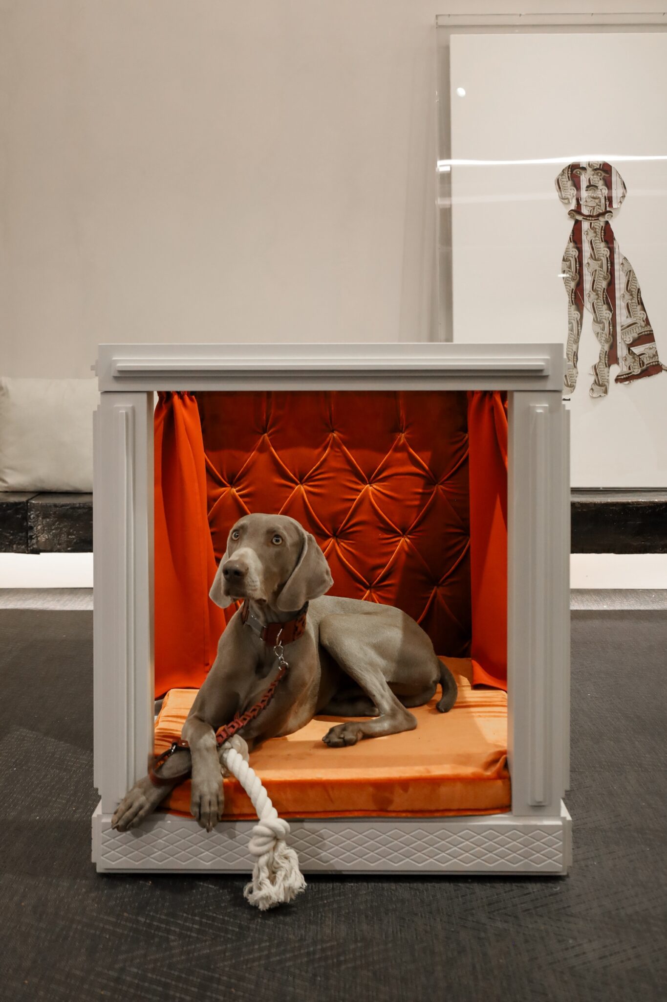 A dog sitting in the smart dog house with his toy