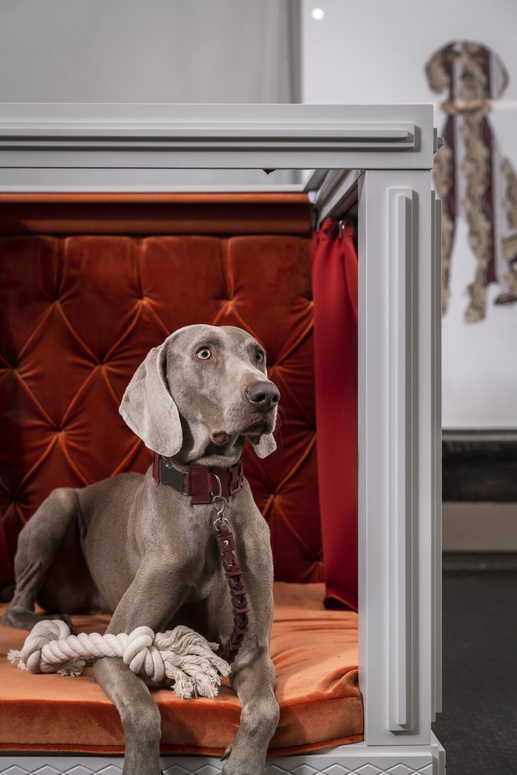 A dog sitting in the smart dog house with his toy