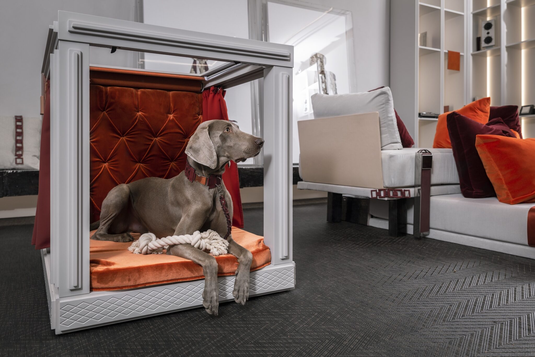 A dog sitting in the smart dog house with his toy